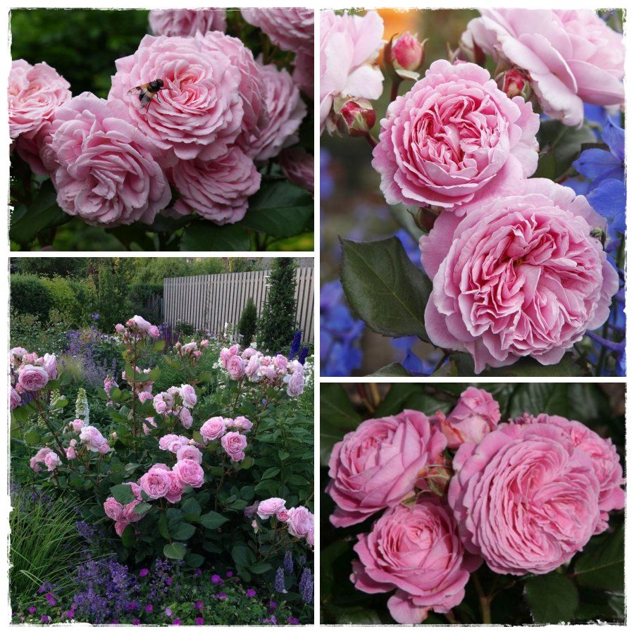 Rosengrafin Marie Henriette